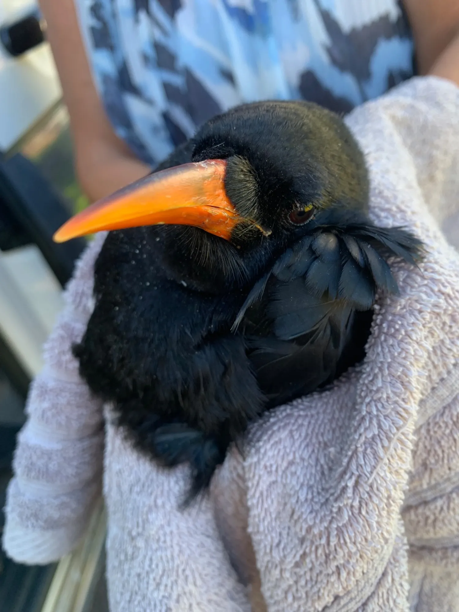 Bluff the chough, a black bird with a bright orange beak, wrapped snugly in a soft towel.