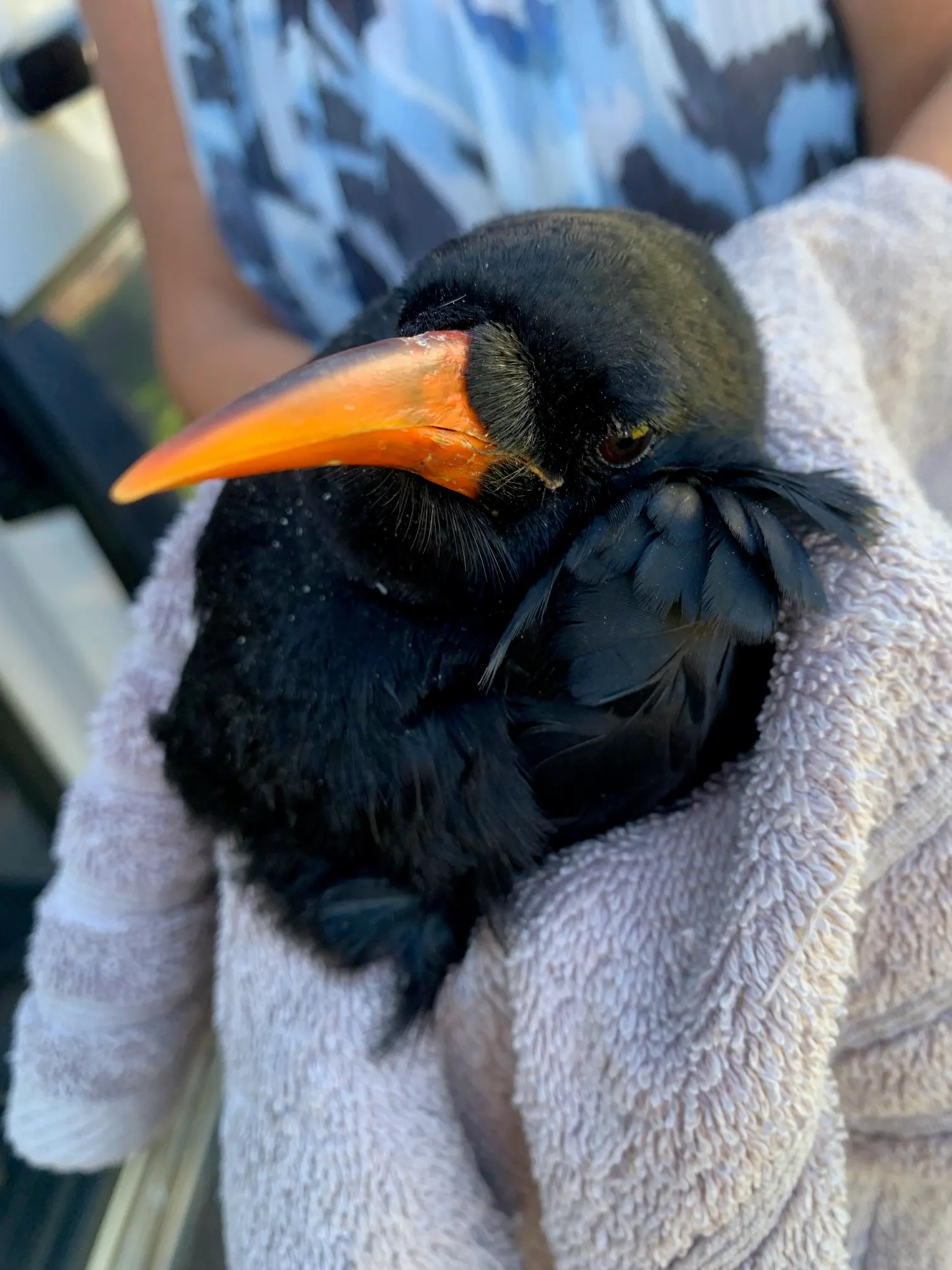 A black bird with a bright orange beak wrapped snugly in a towel.