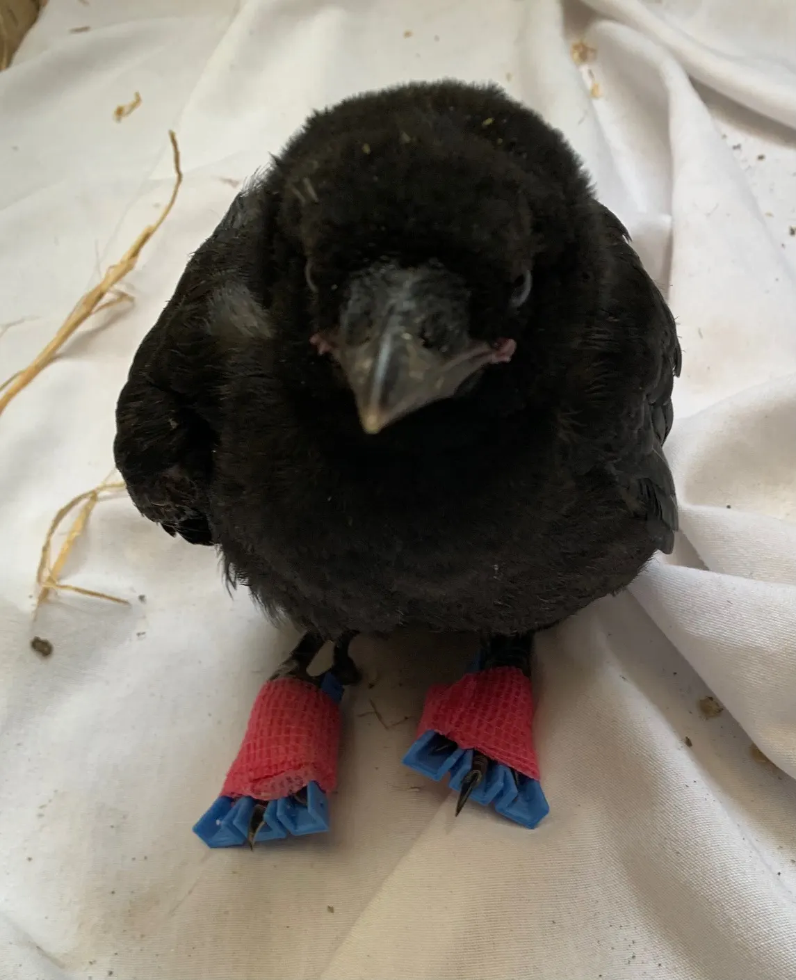 A young crow wearing tiny splints on both feet as it recovers.