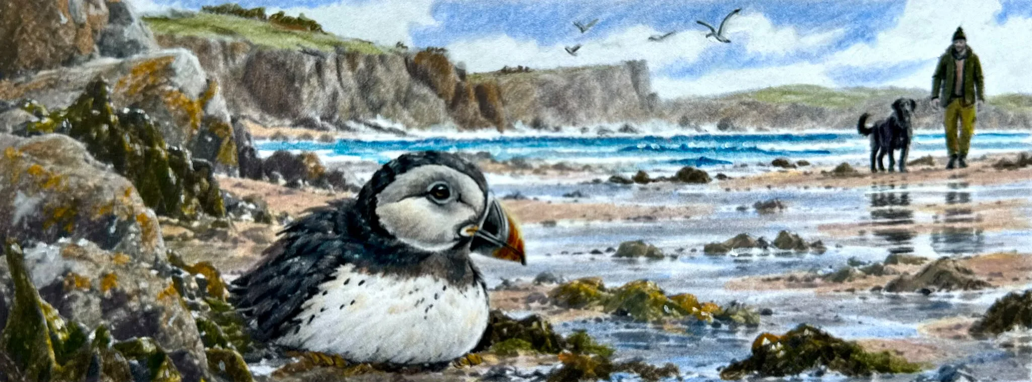 A watercolour of Morris the puffin resting on a Cornish beach at low tide, with a walker and a black dog in the distance and cliffs beyond.