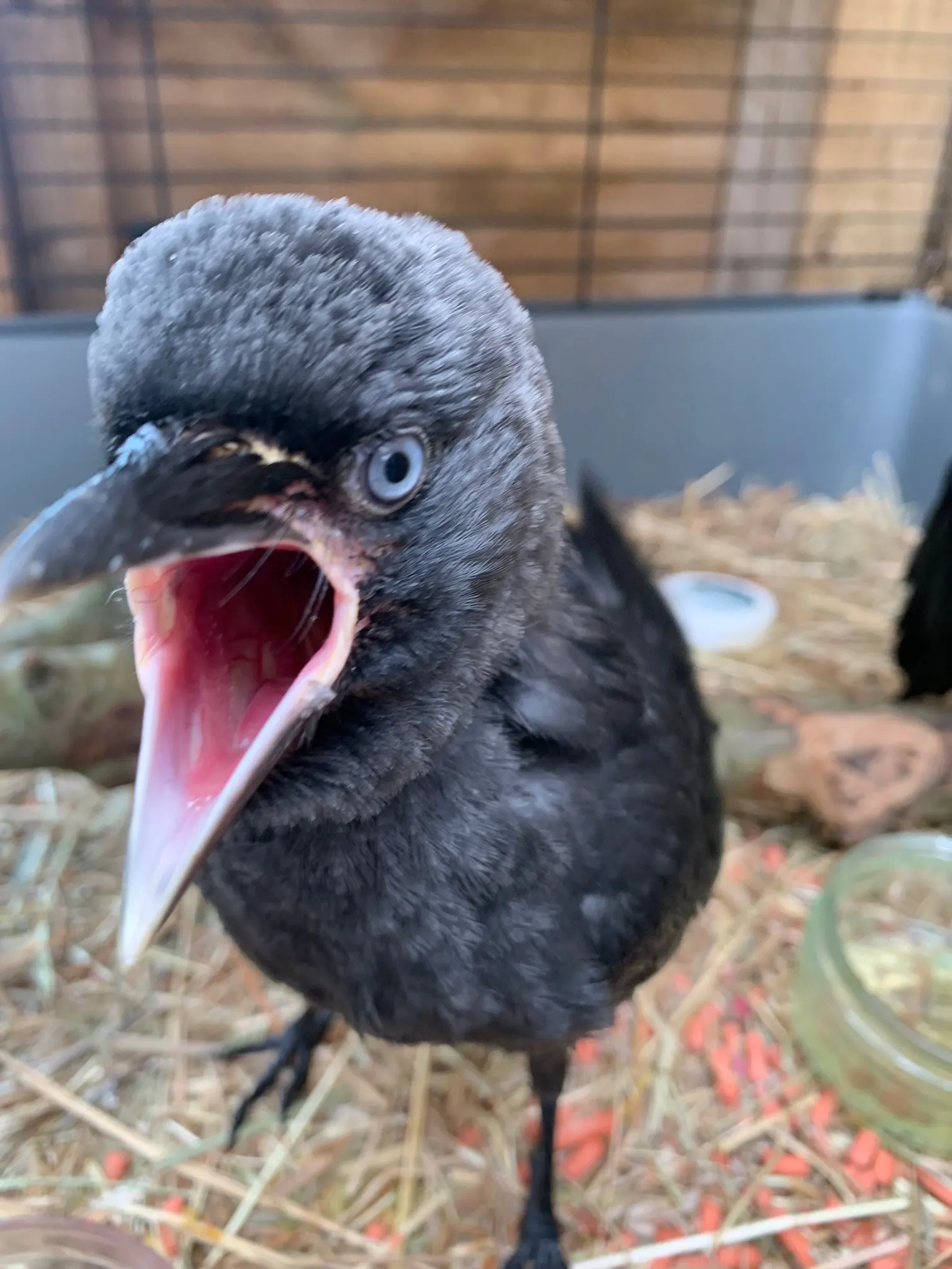 A young jackdaw with a pale blue eye calling with its beak wide open.