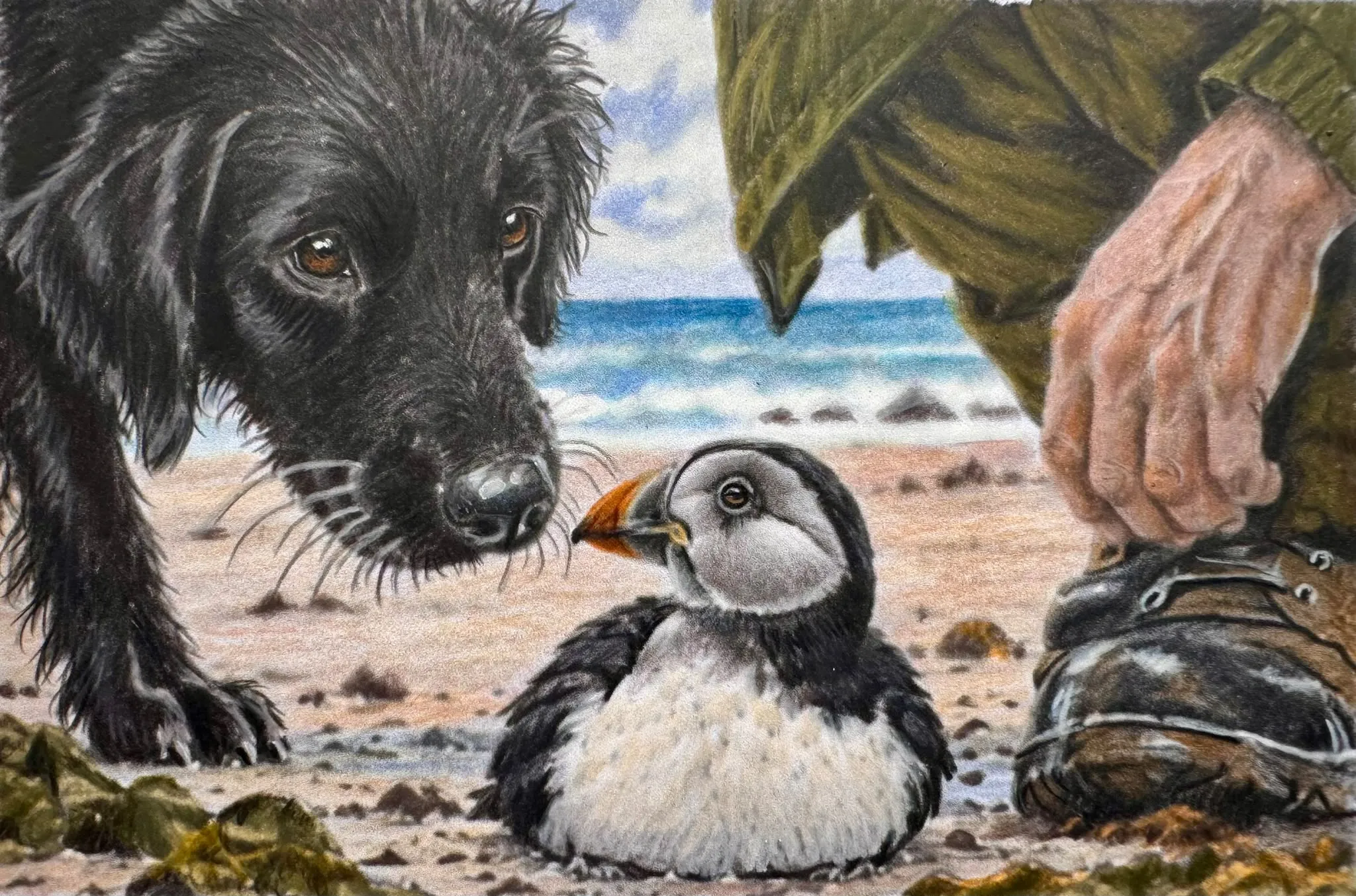 An illustration of Morris the puffin on the sand, gently sniffed by a curious black dog while a walker in a green coat stands close by.