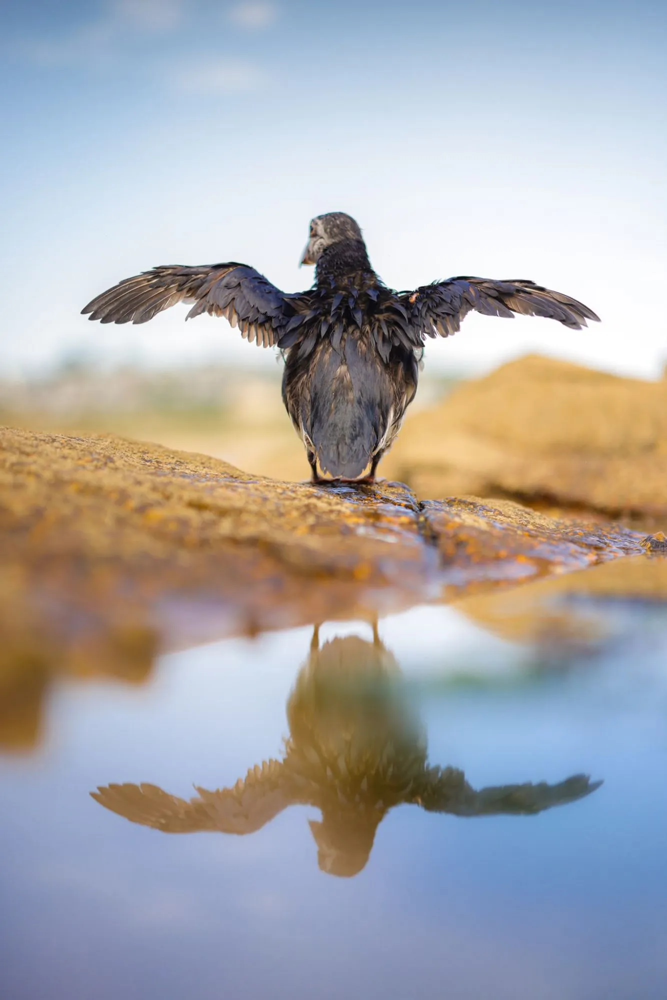 The real Morris, a puffin, stretching out his wings on a sunlit rock beside a pool, his reflection in the water below.
