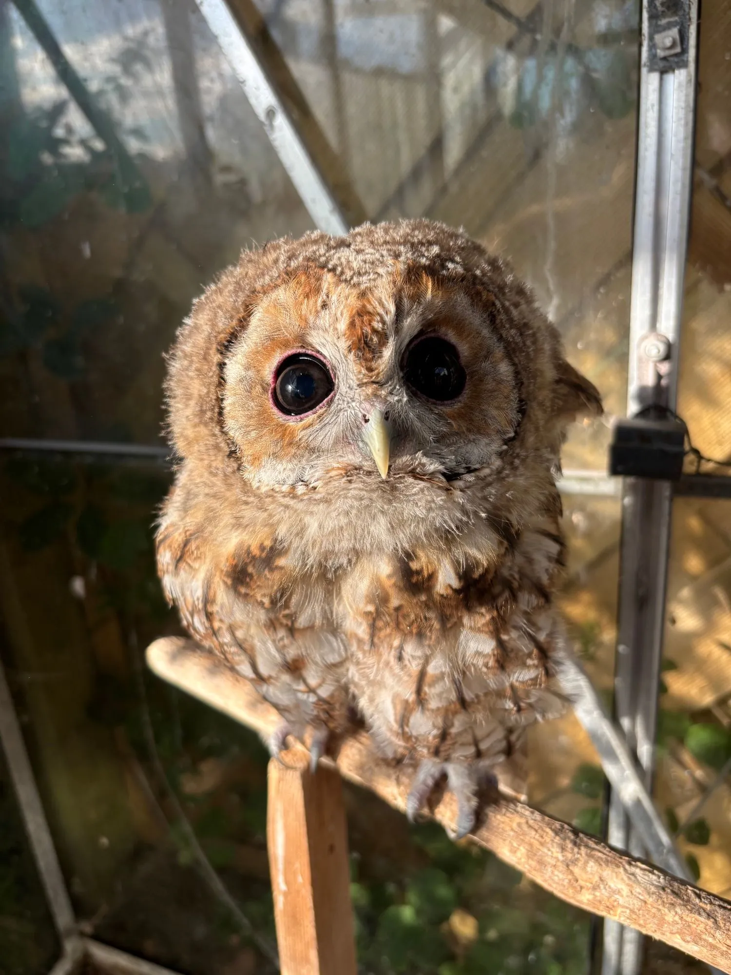 Teasel, a fluffy young tawny owl with enormous dark eyes, perched on a branch.